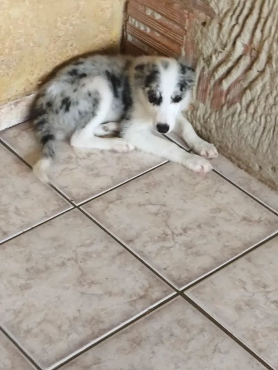 Border collie(Black Friday de machos) - Foto 3