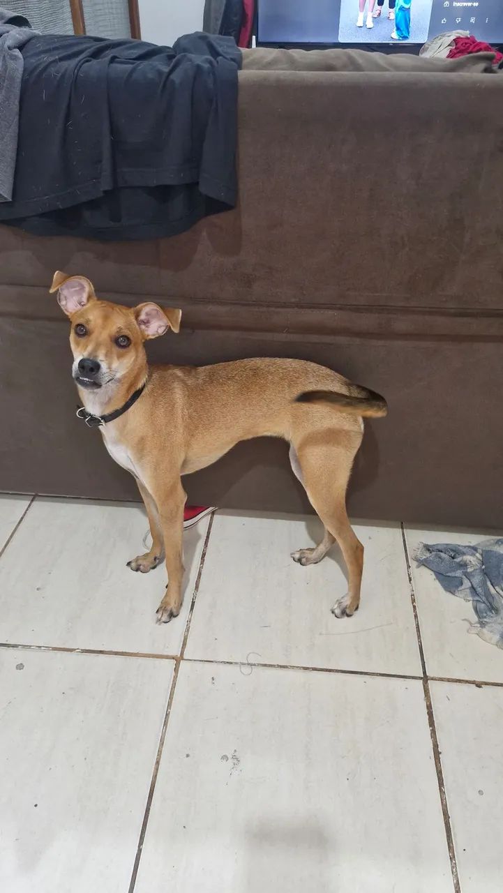 Doando Cachorrinha  - Foto 2