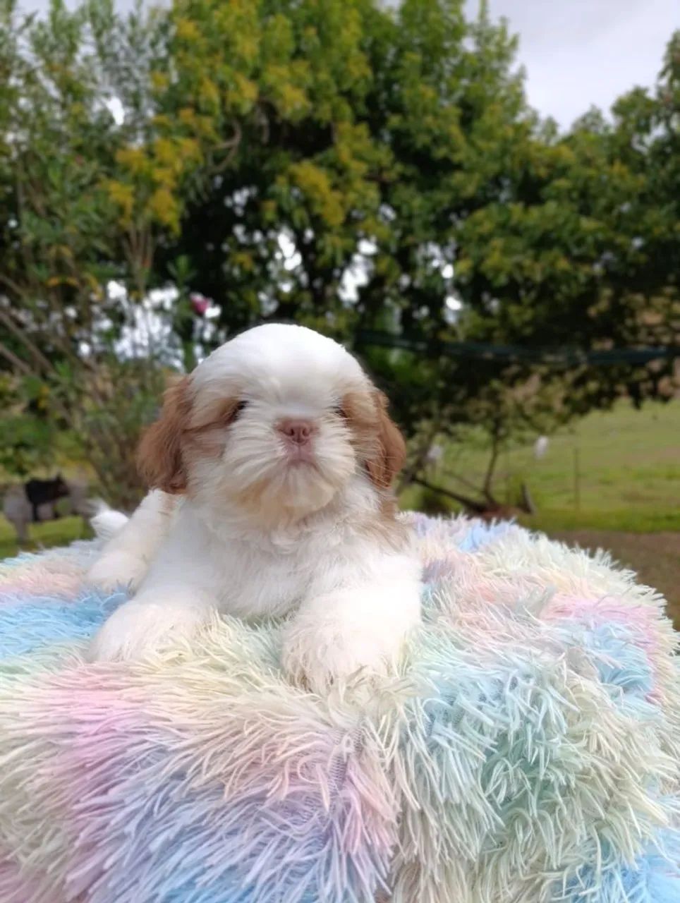 Shihtzu  - Foto 4