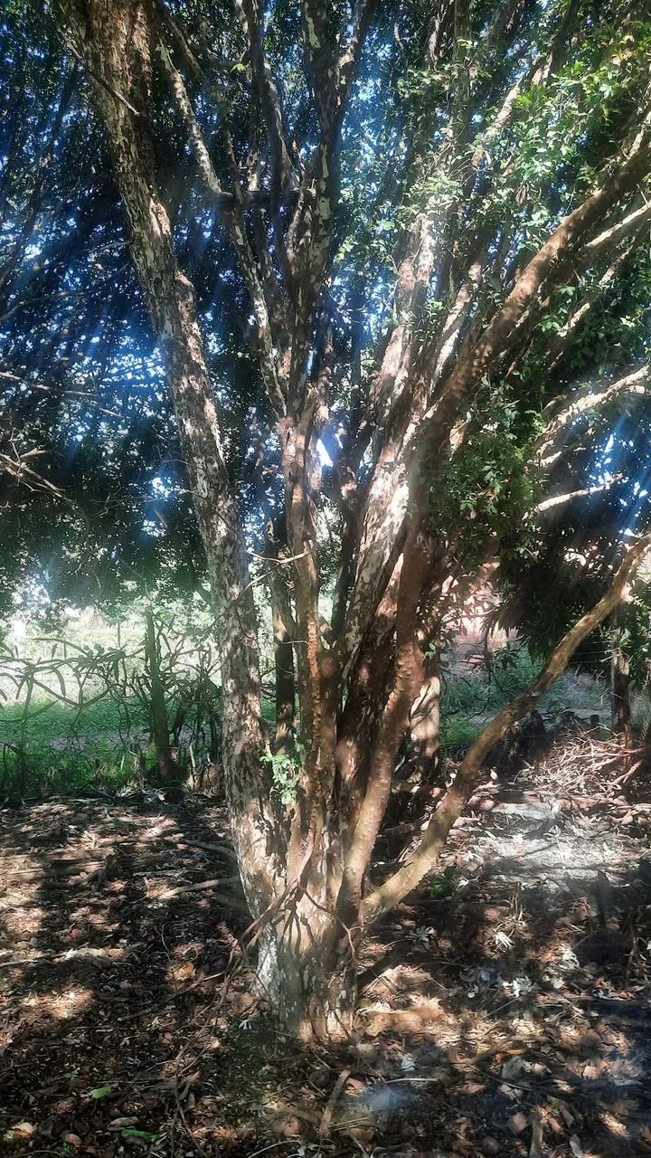 Pés de jabuticaba com mais de 30 anos - Sabará - Foto 4