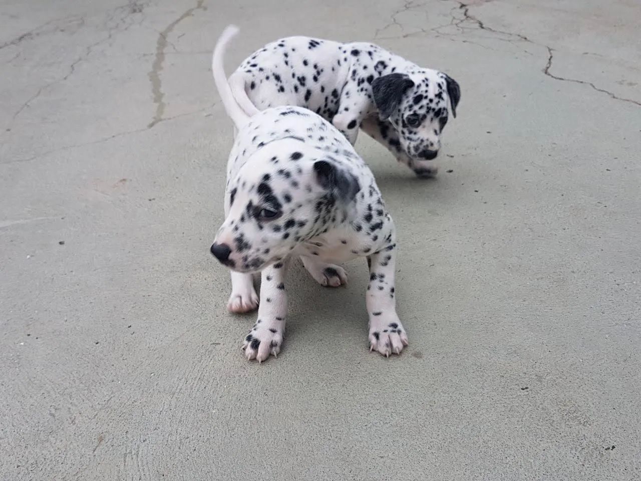 Dalmata encantadores  - Foto 4