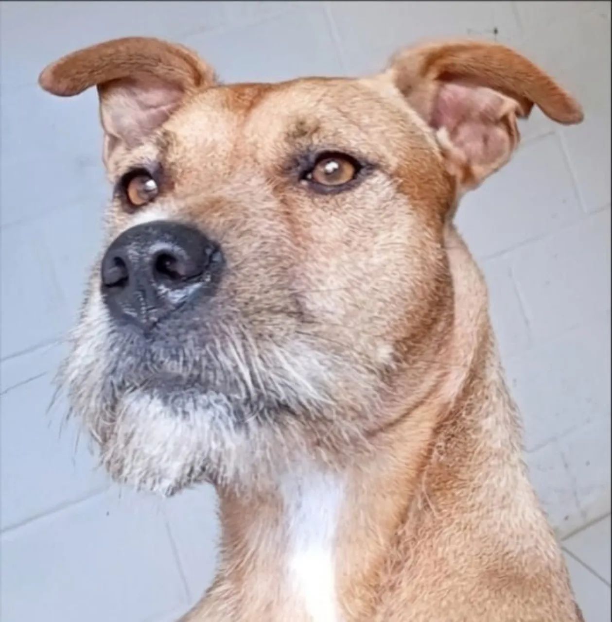 Adote um amigo! - Foto 4