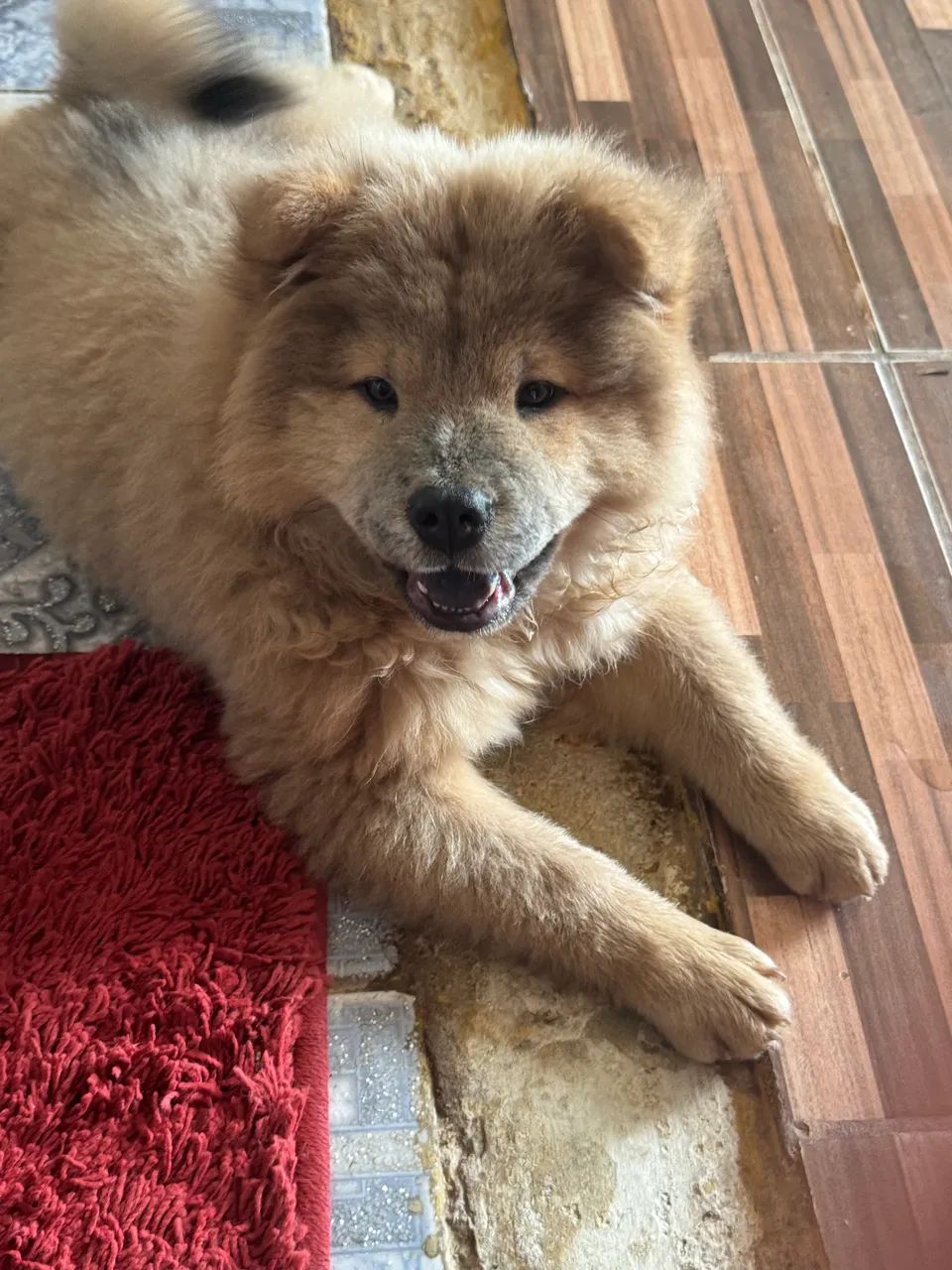Filhote macho chow chow