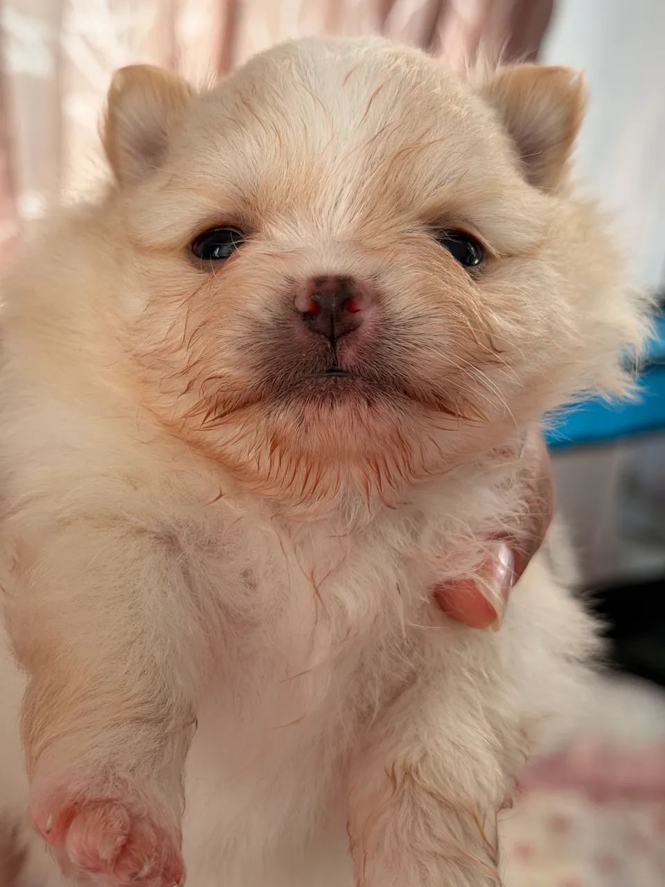 Lulu da pomerania lindas - Foto 4