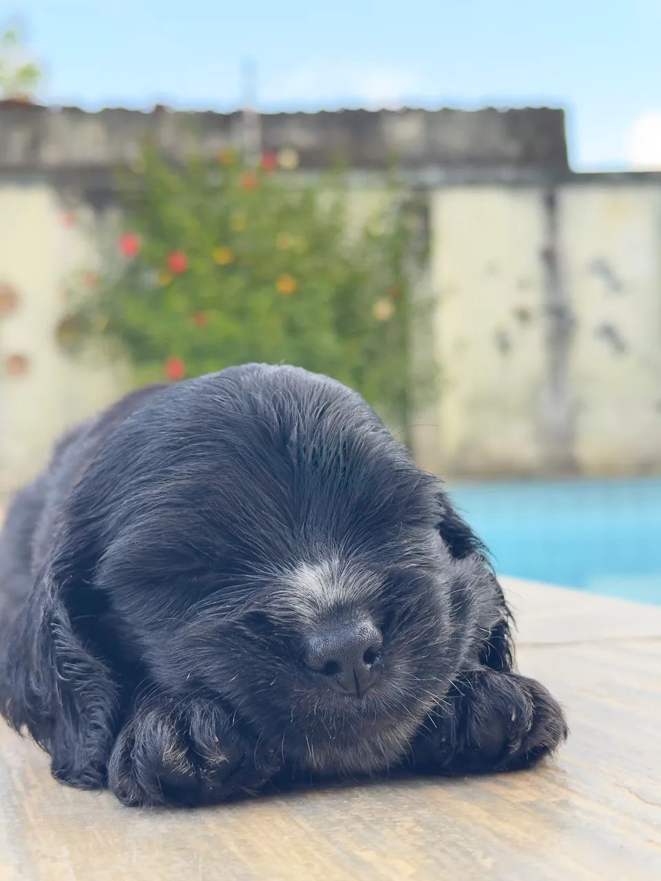 Cocker Spaniel Inglês - Foto 3