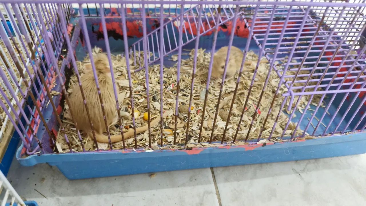 Gerbil (esquilo da mongólia)  - Foto 3