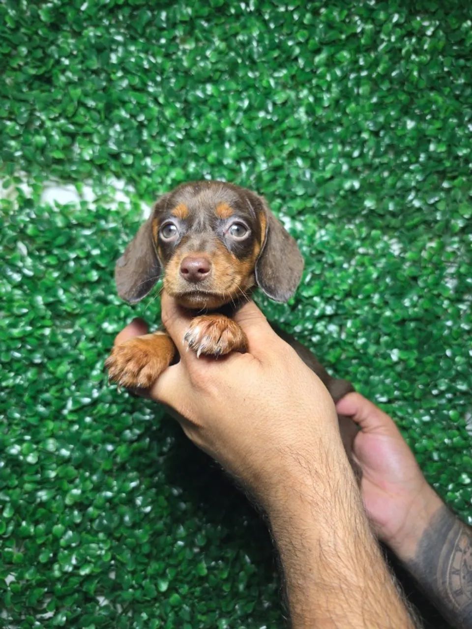 Filhote Dachshund - Foto 2
