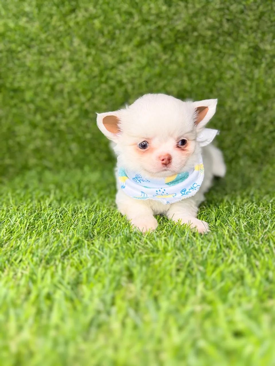 Chihuahua 