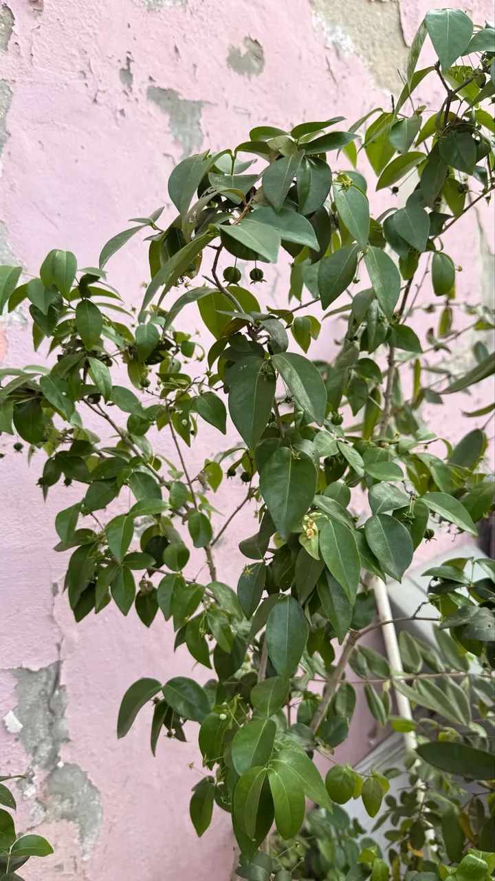 Mudas frutíferas enxertadas produzindo  - Foto 5