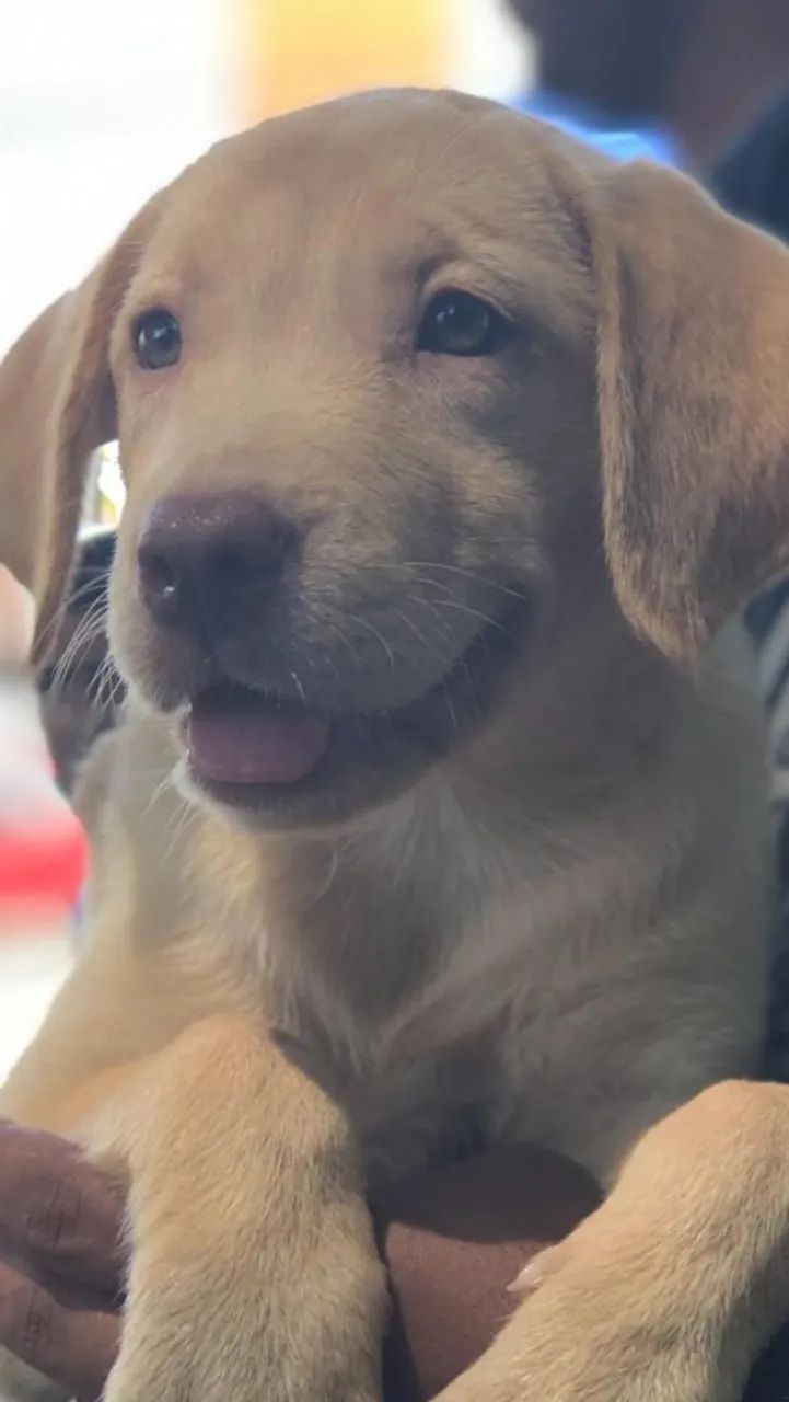 Labrador retriever lindos e charmosos 