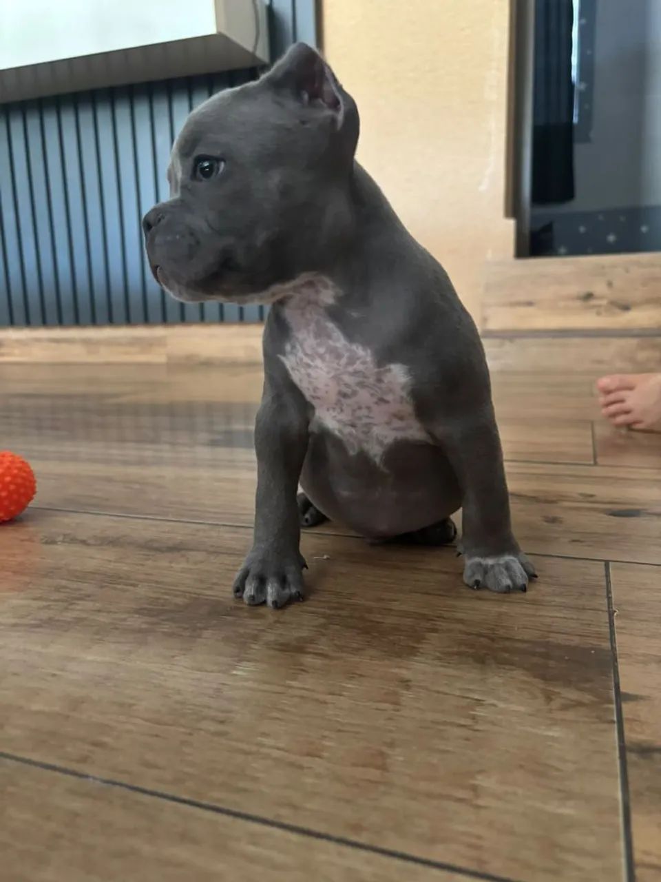 American Bully  - Foto 5