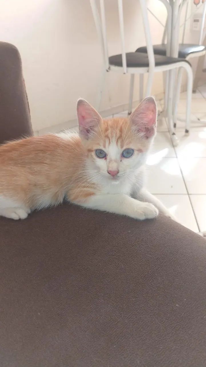 Gato laranja filhote 