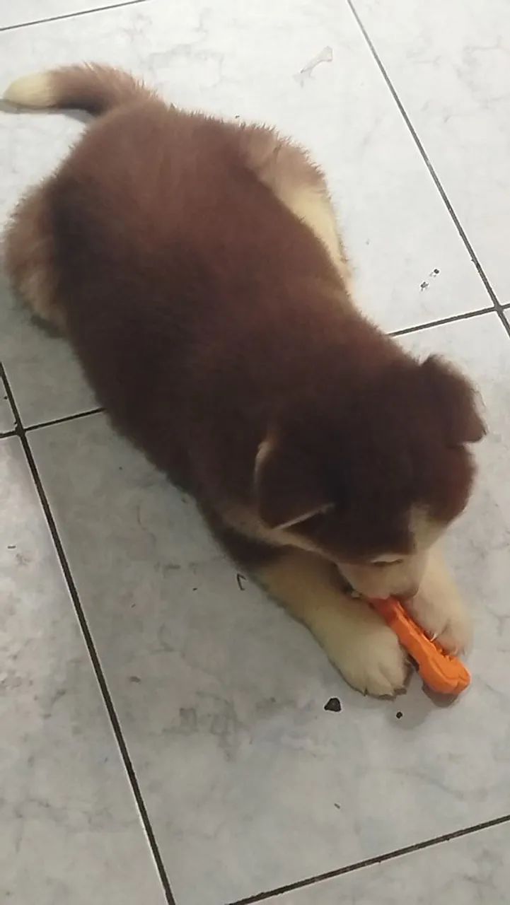 Husky siberiano 