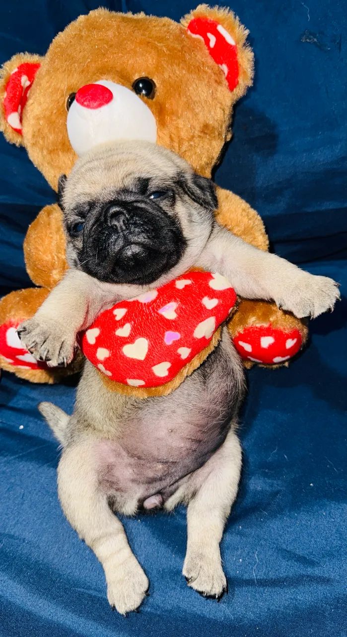 Pug disponível  - Foto 4