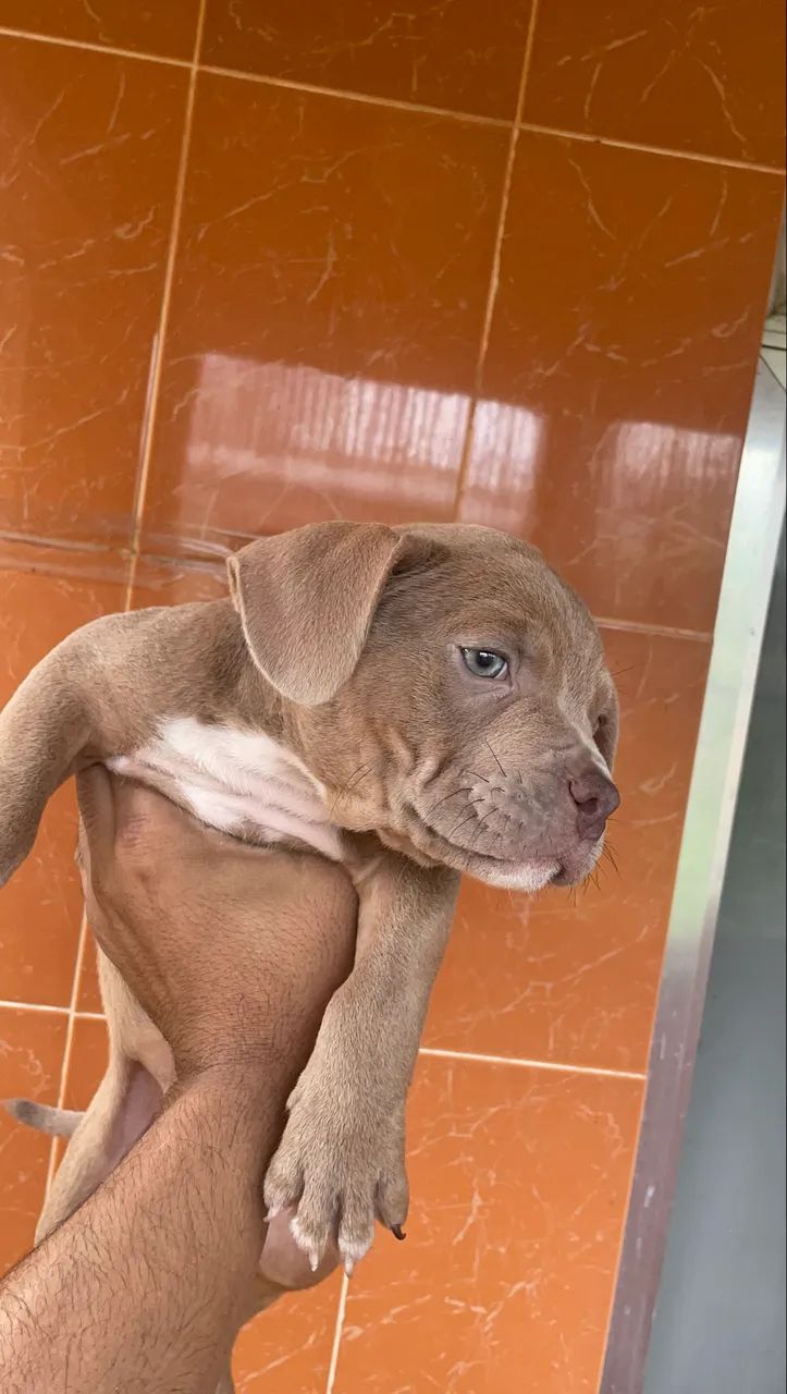 American bully pocket - Foto 3