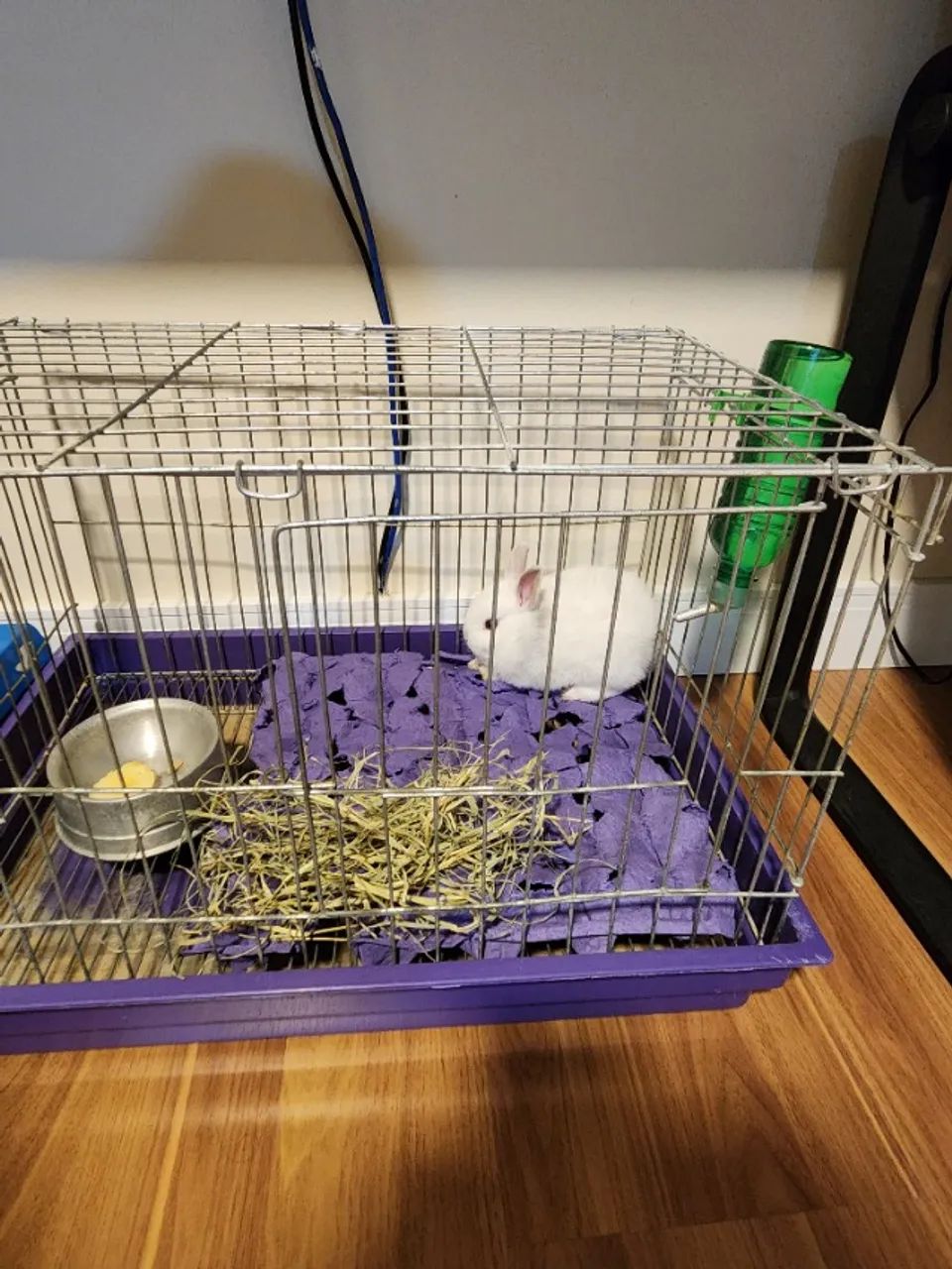 Vendo coelho Netherleand anão  - Foto 3