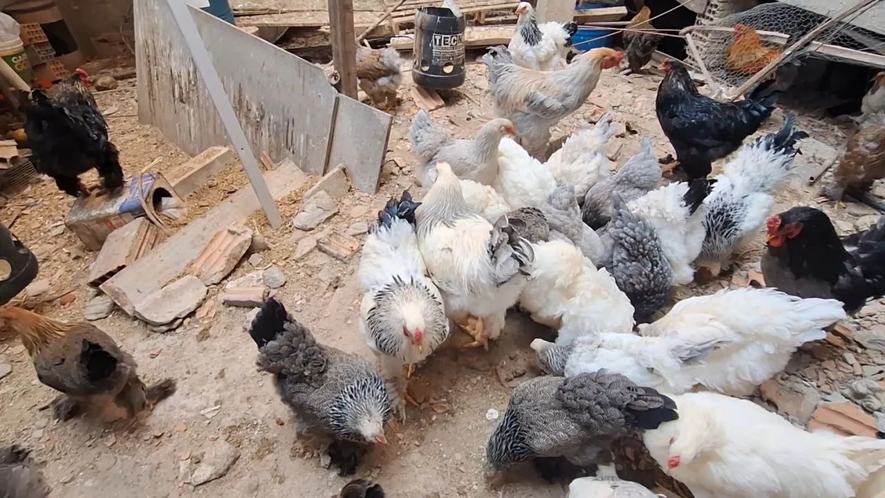 Galinha brahma - Foto 2