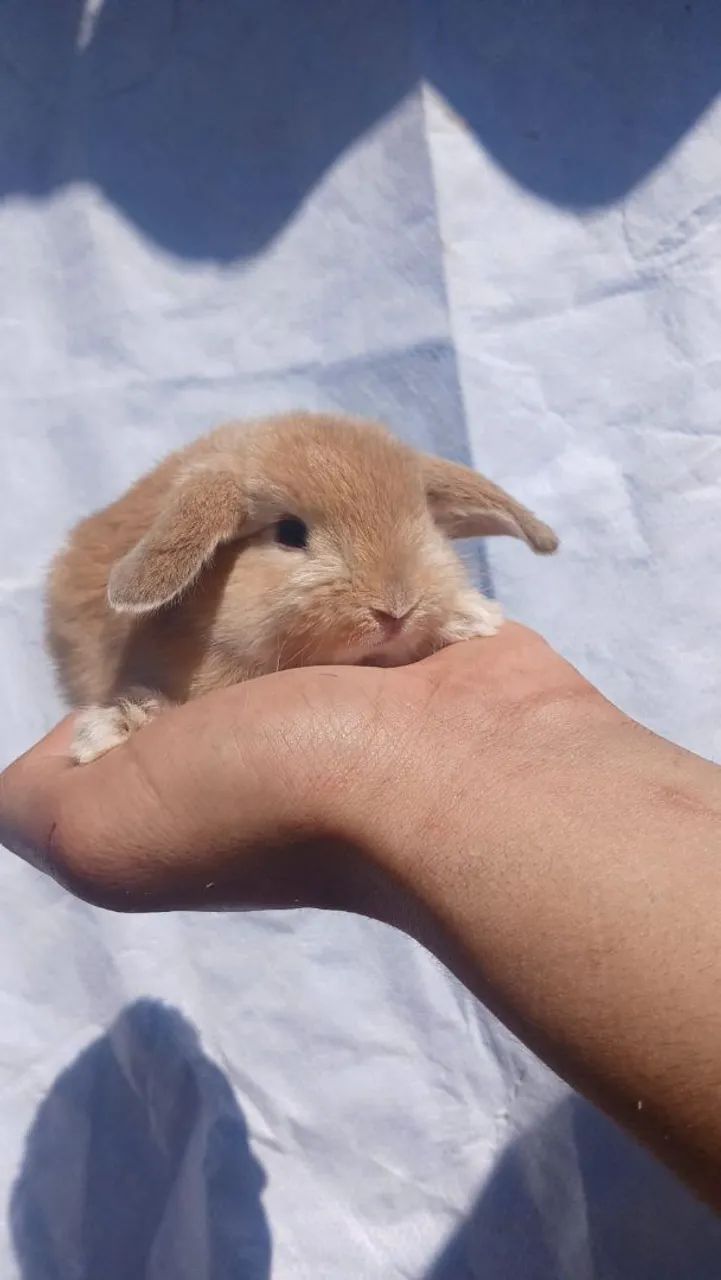 Mini coelhos  - Foto 3