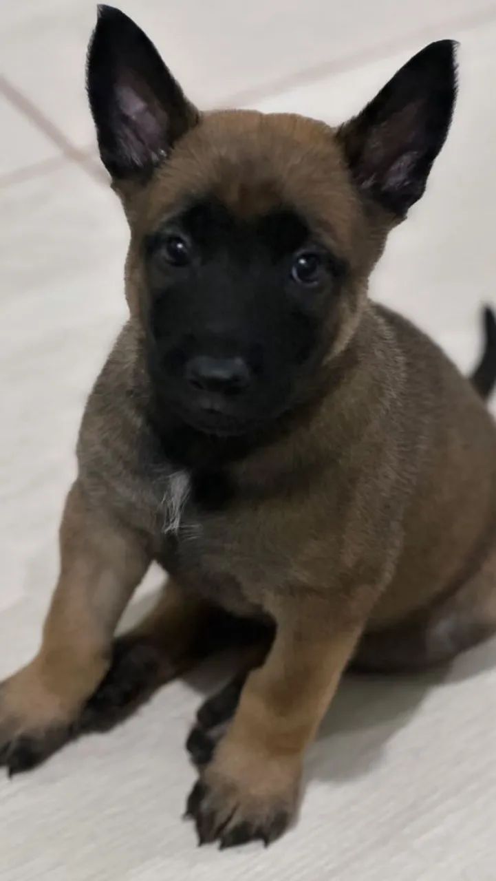 Cachorro belga malinois macho - Foto 3