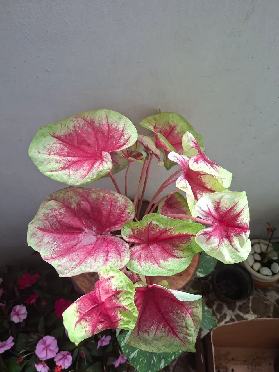 Caladiun  - Foto 2