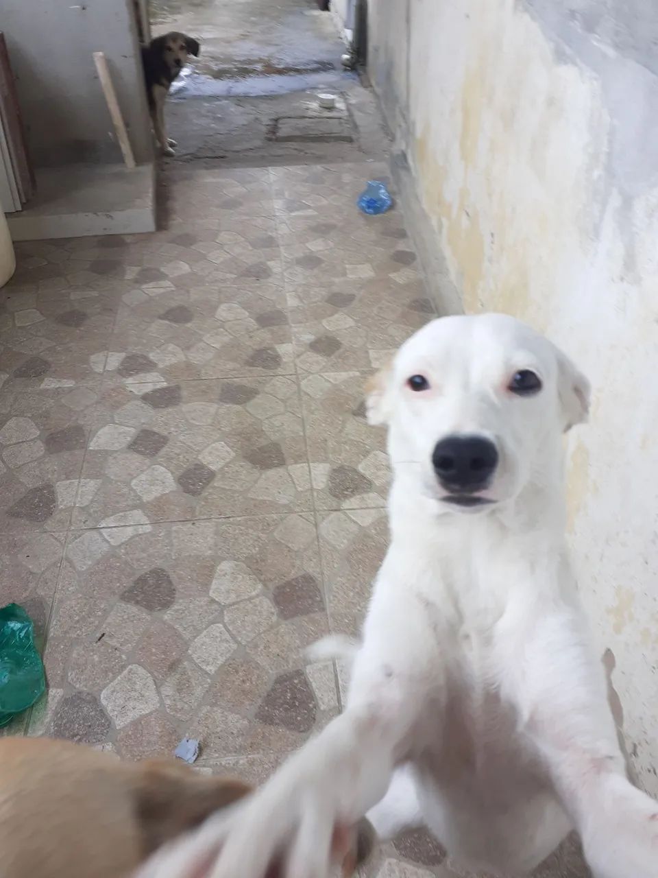 Cachorras para doação  - Foto 4