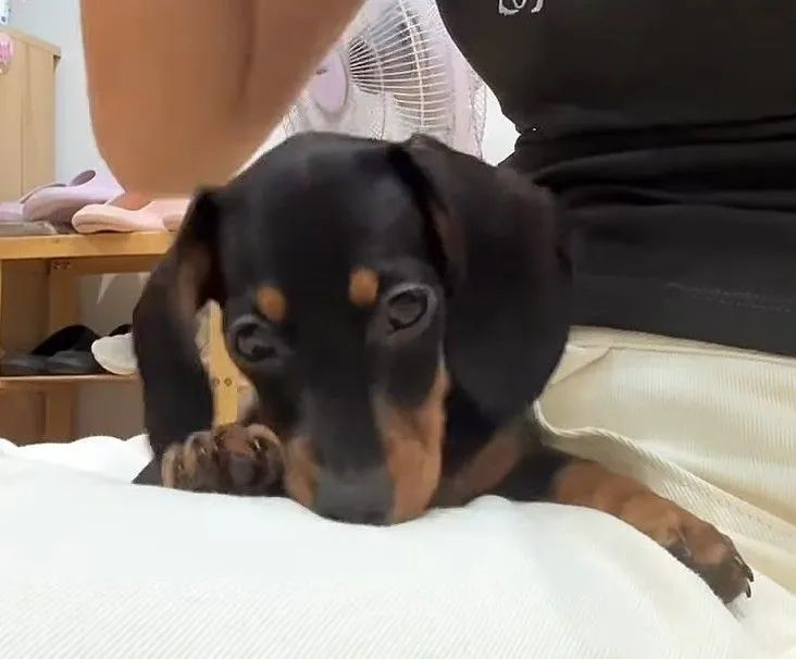 MINI DACHSHUND ULTIMA FÊMEA  - Foto 2