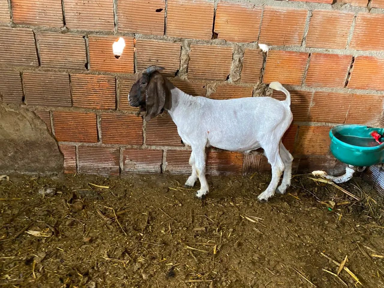 Cabrito bôer 