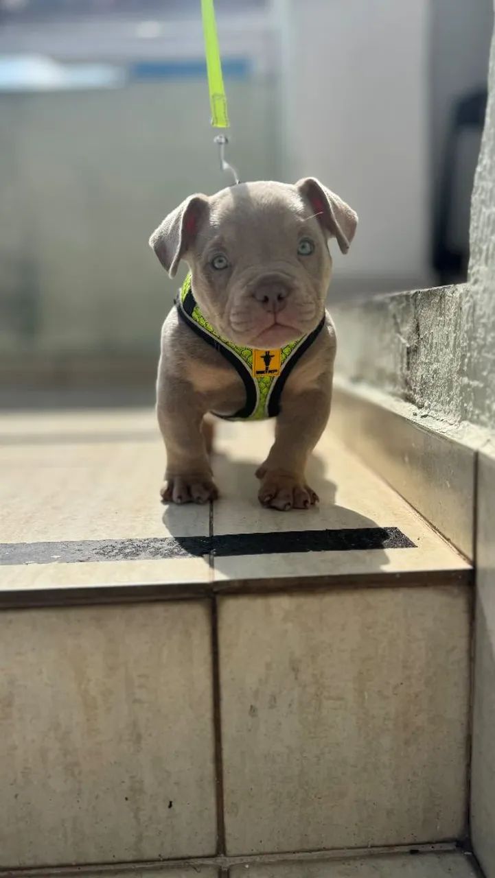 American Bully  - Foto 3