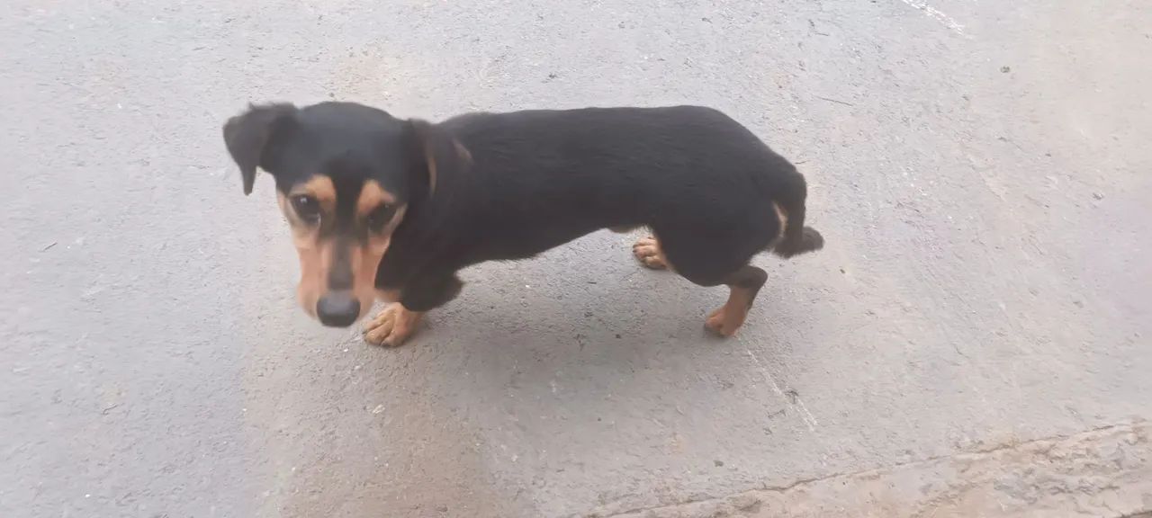 Adoção responsável  - Foto 2