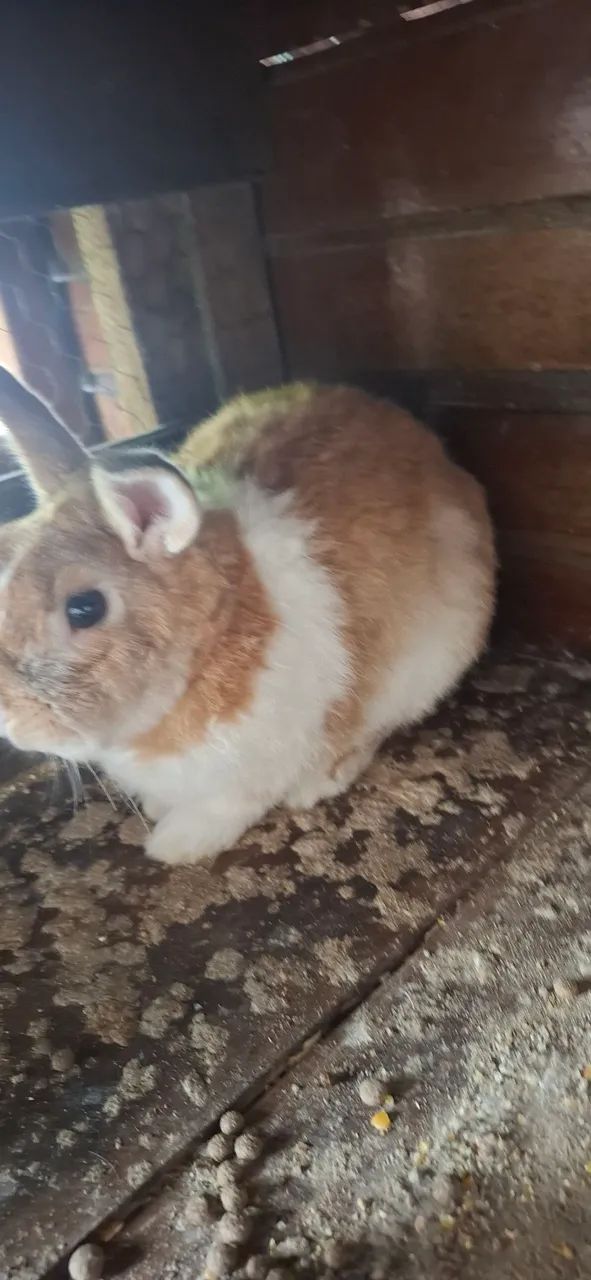 Coelho-comum macho - Foto 2