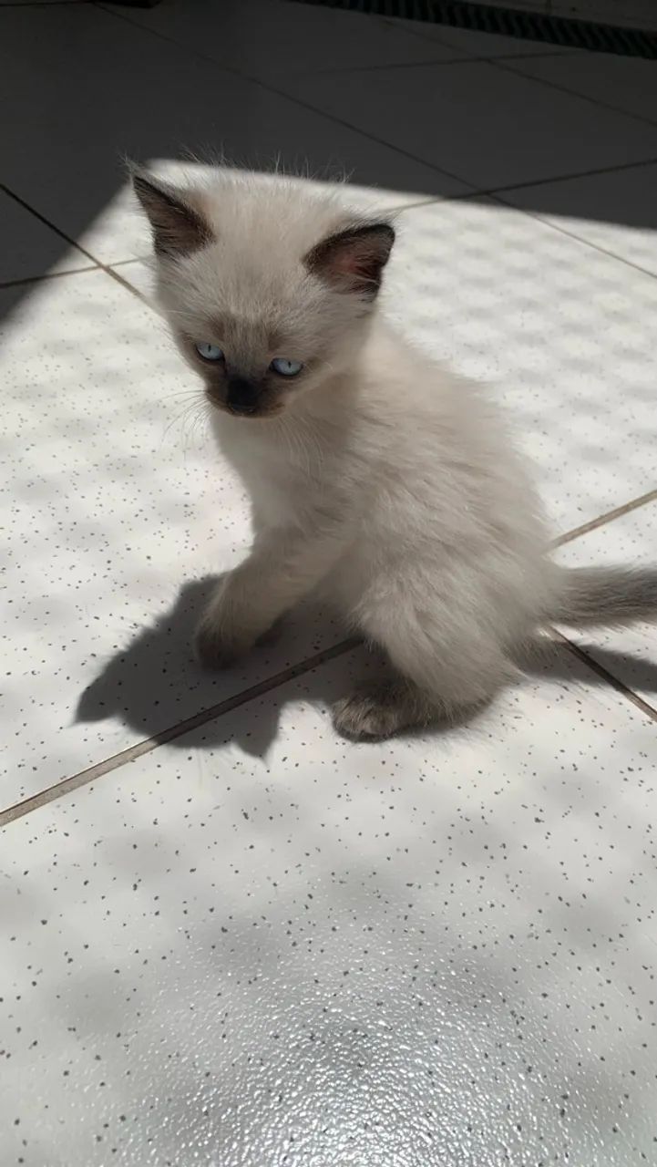 Doação de gato - Foto 2