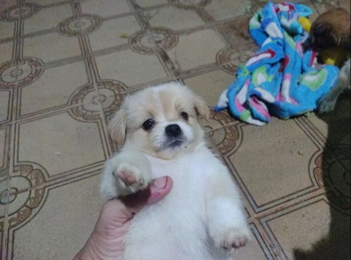 Lindos shinarian!!! - Foto 2