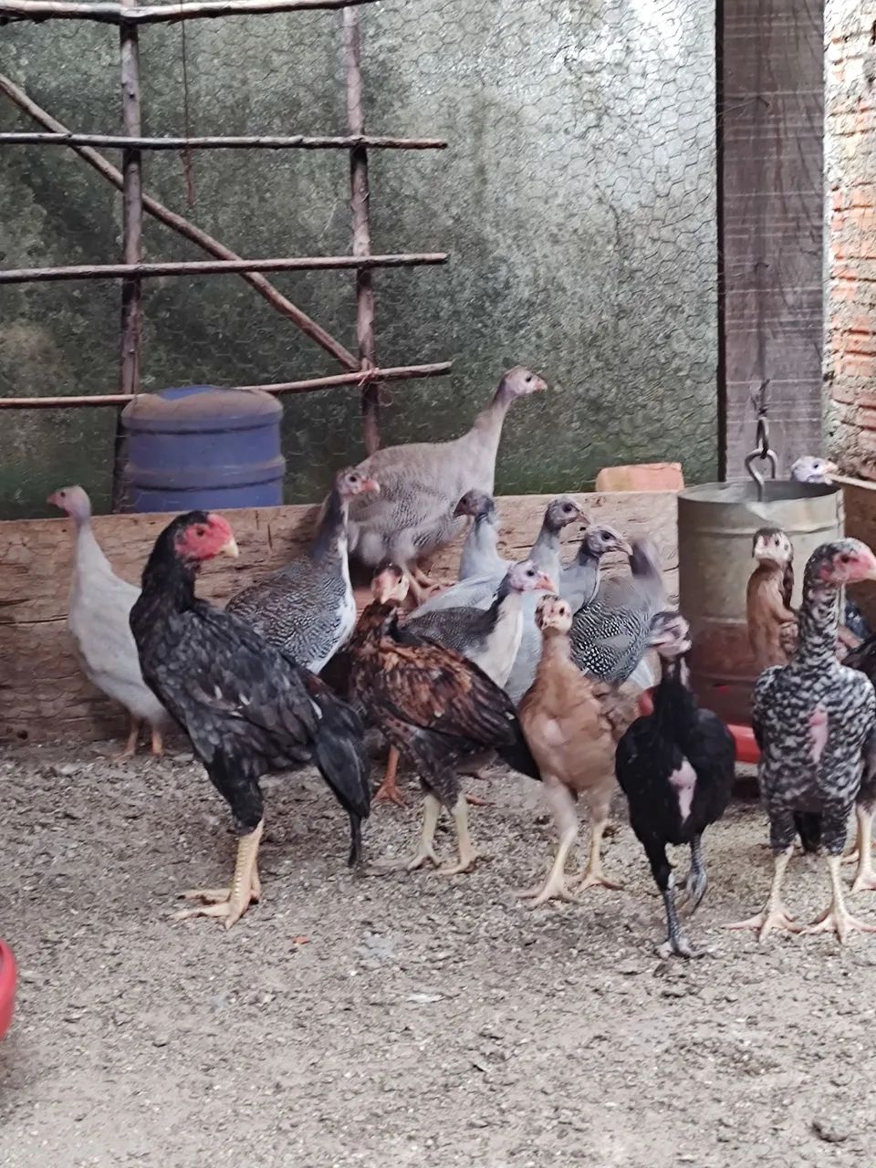 Angolas  - Foto 2