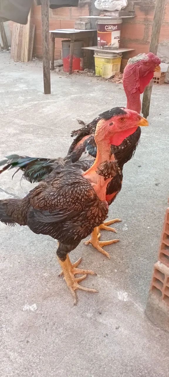 Galo - Foto 3