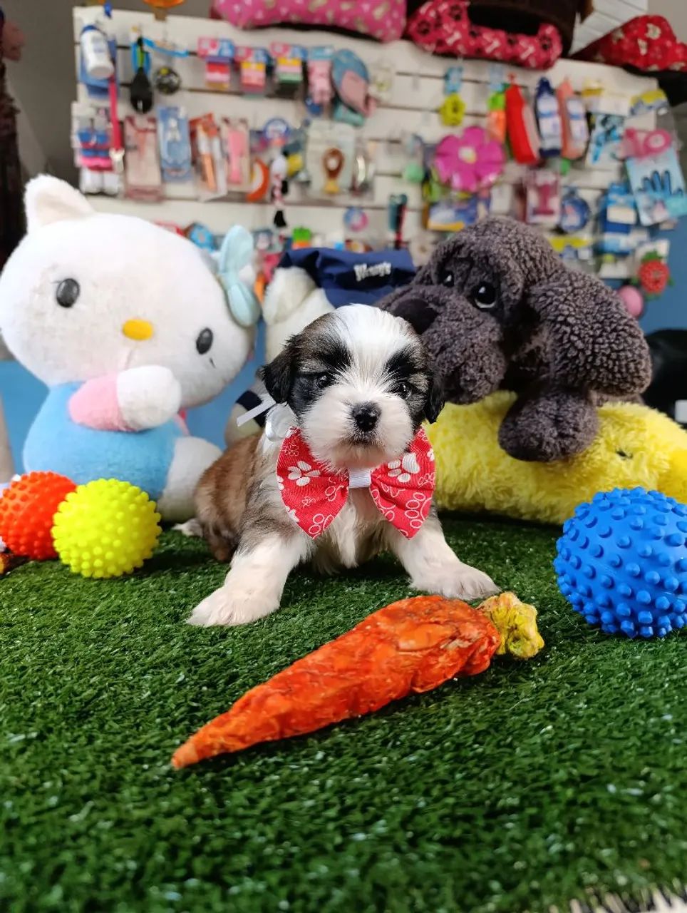 Filhote de Lhasa Apso macho tricolor  - Foto 3