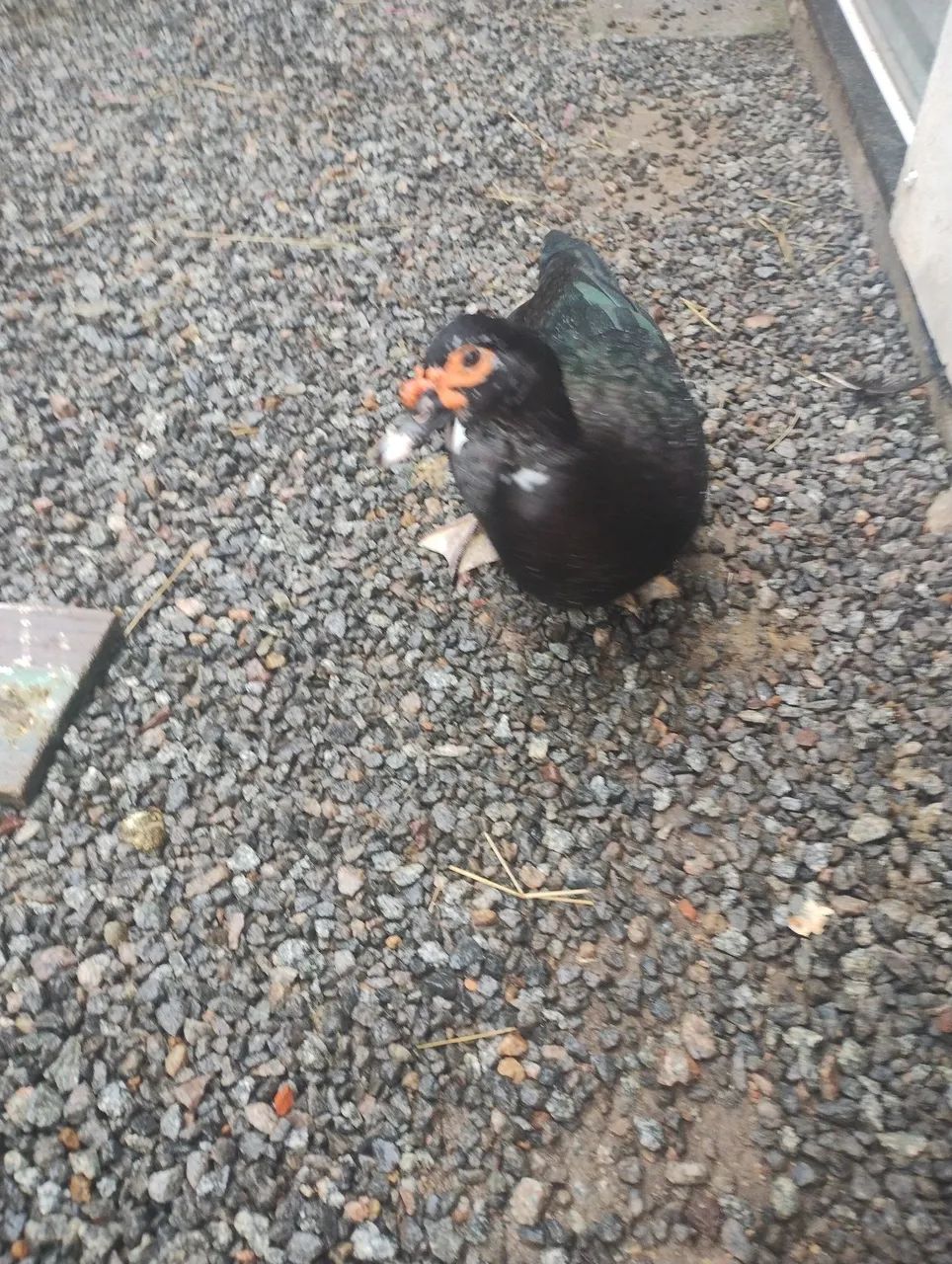 Casal de pato  - Foto 2