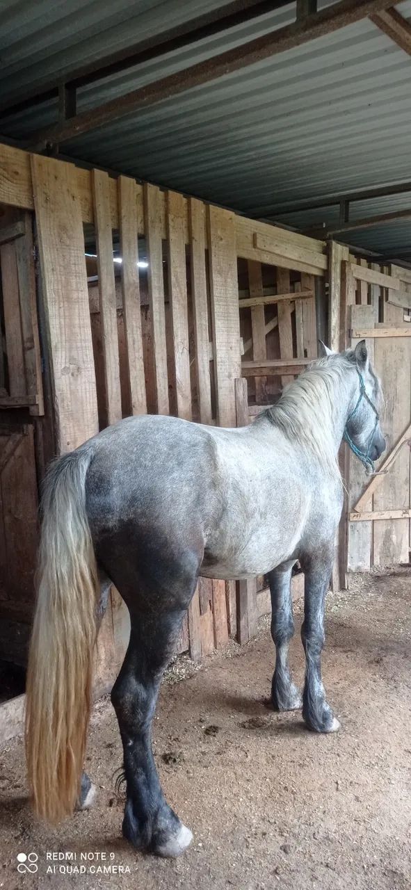 Percheron com 3 anos. - Foto 2