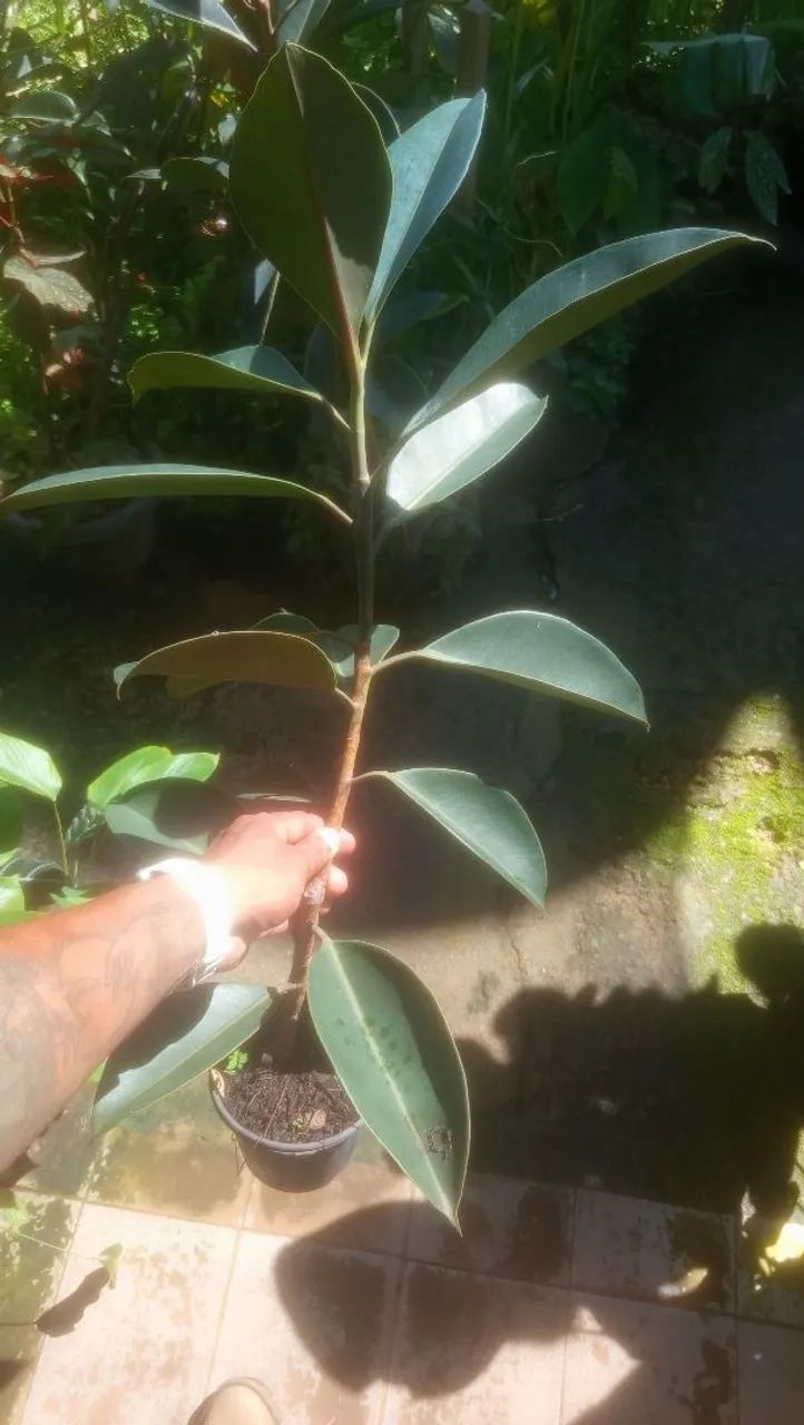Ficus elastica  - Foto 3