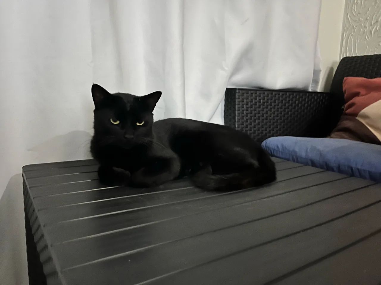 Gatinho dócil  - Foto 3