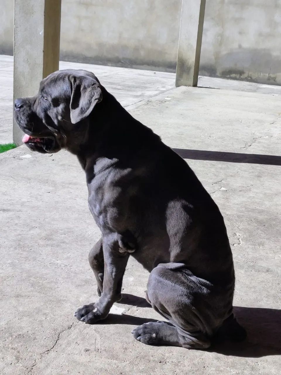 Cane CORSO  - Foto 2