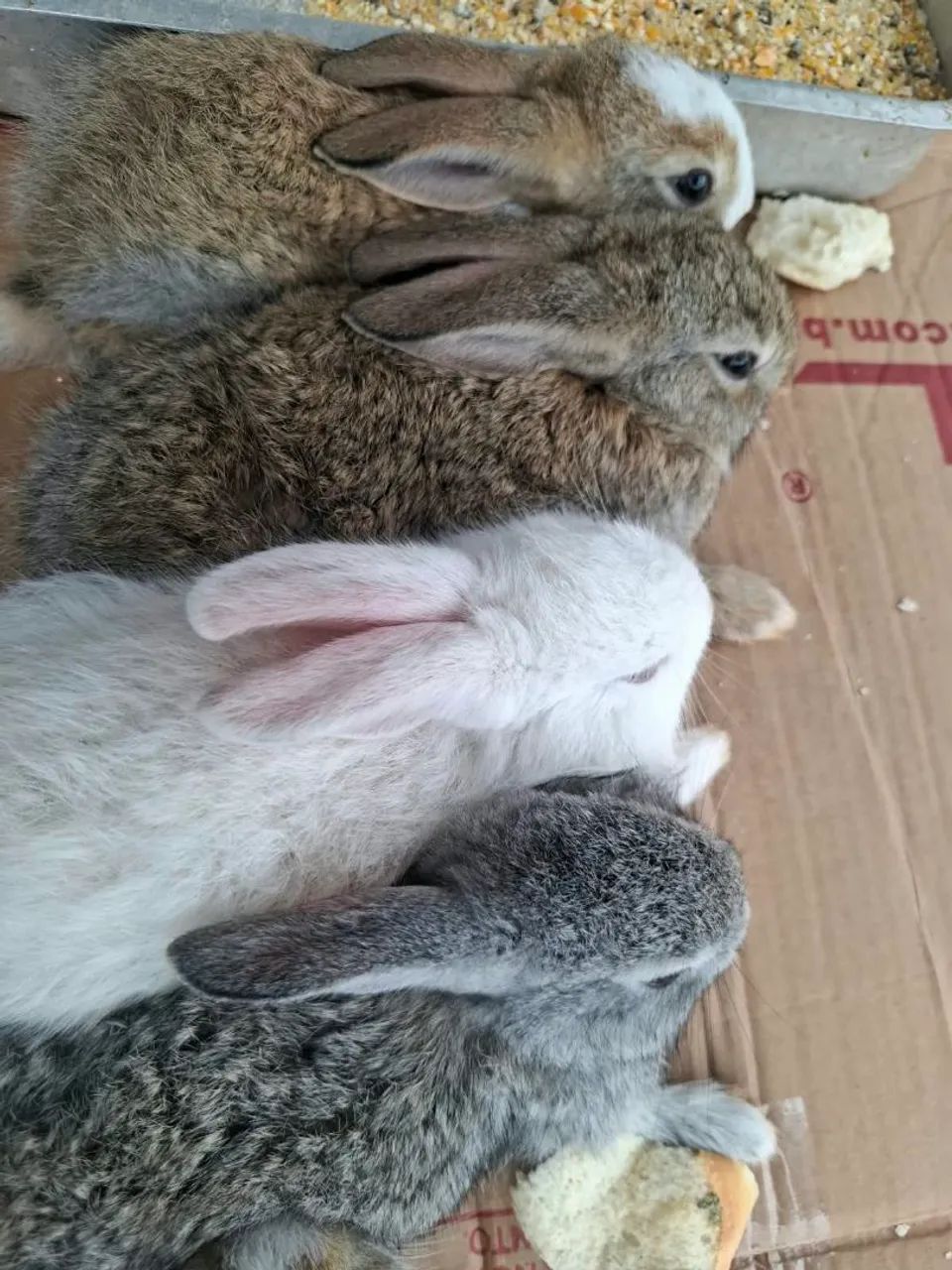 Coelhos