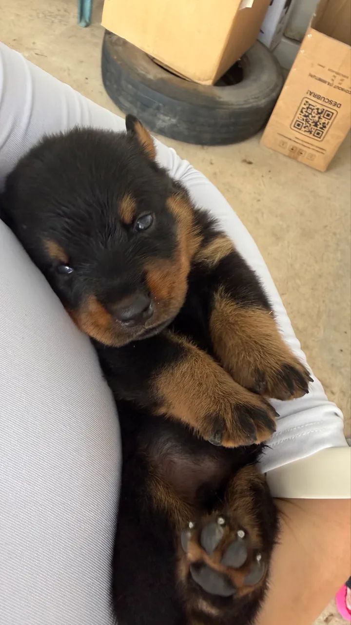 Rottweiler  - Foto 4