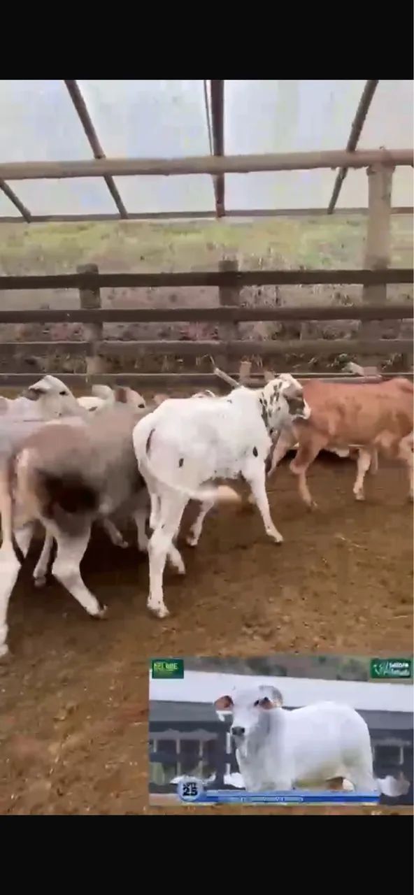 Vacas paridas com bezerros  - Foto 3