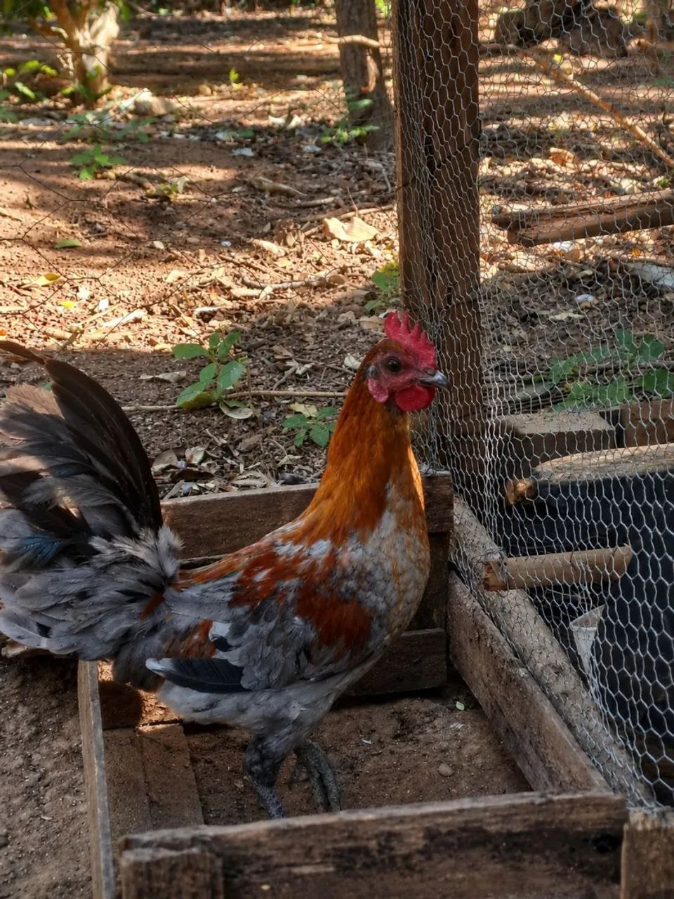 Galo Garnize