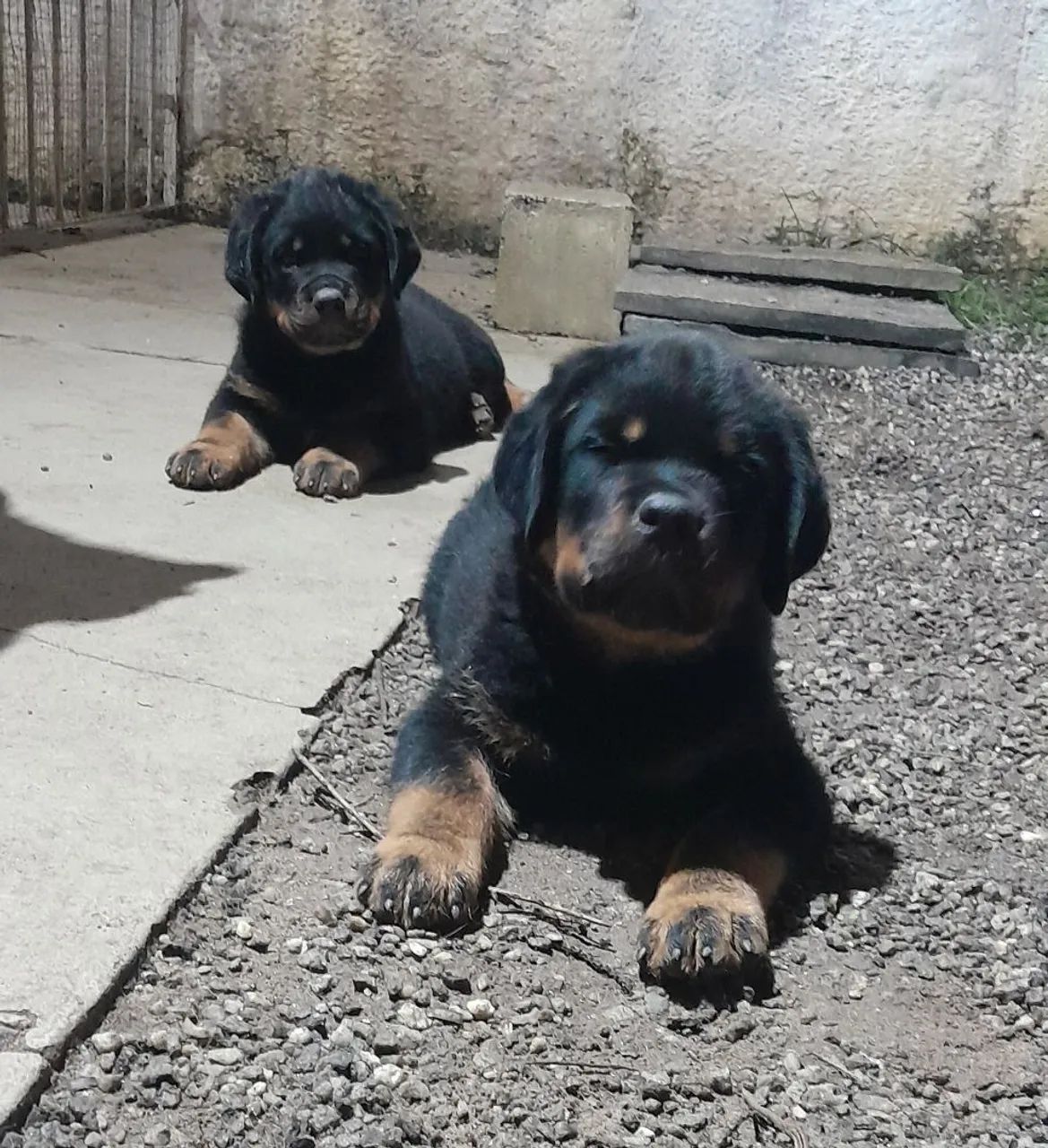 Ultimo Filhote de Rottweiler  - Foto 2