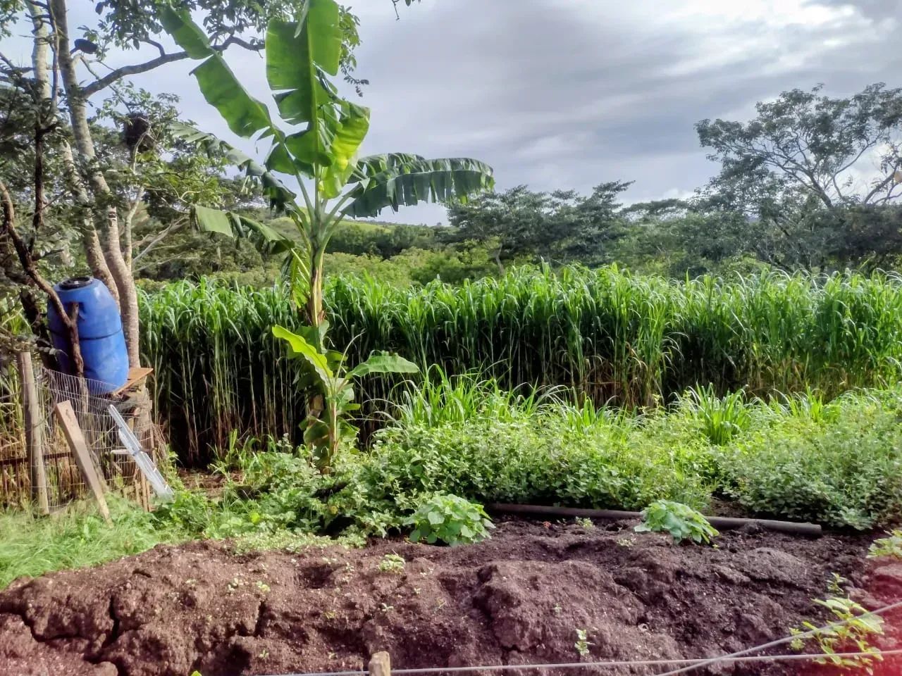 Chácara de 13 hectares no Capão da Onça - PARANOA  - DF 130 - Foto 3