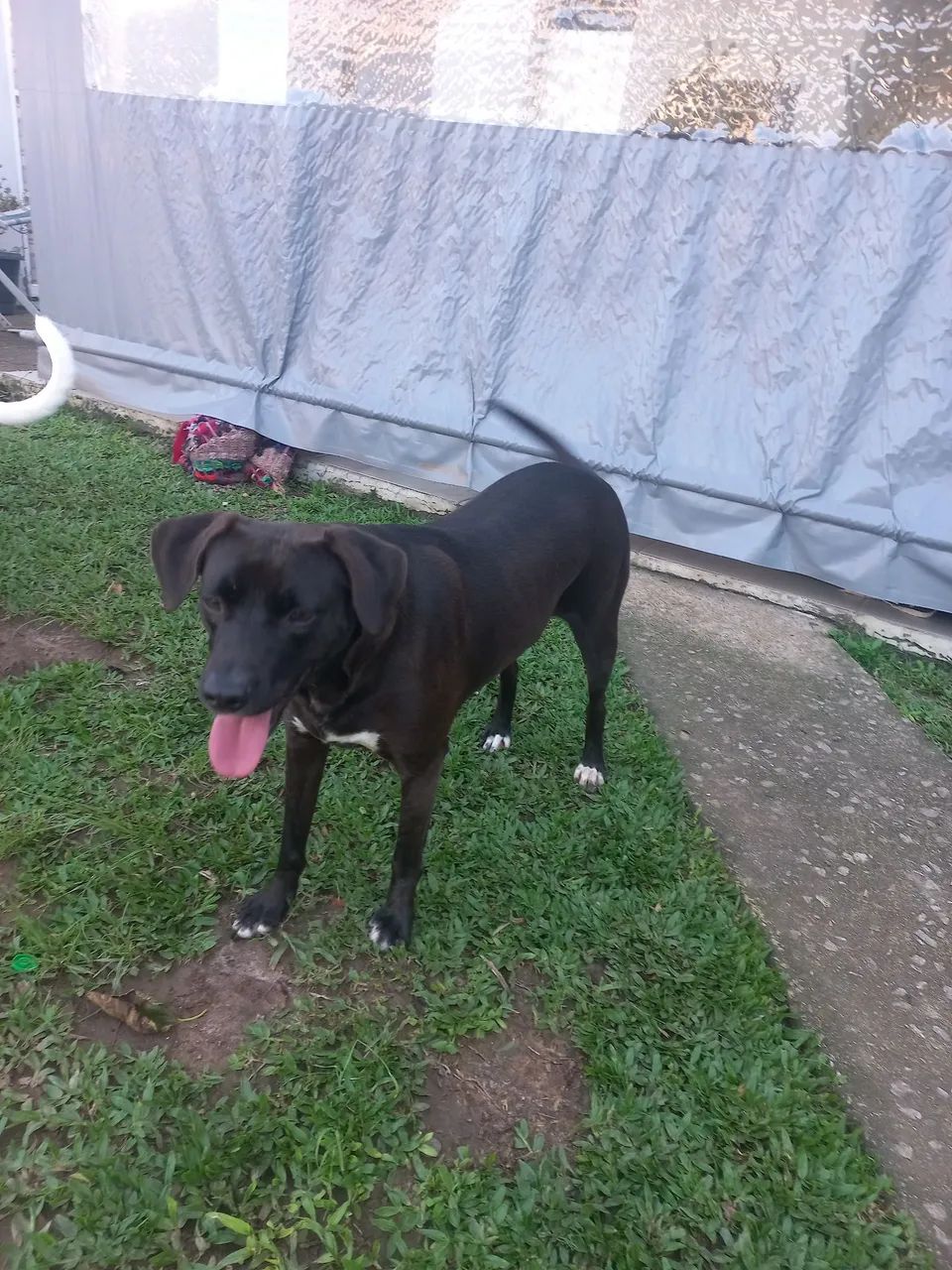 DOA-SE CACHORRINHA SUPER DOCIL - Foto 4
