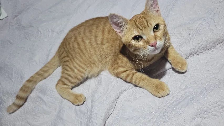 DOA-SE GATINHO LINDO - Foto 3