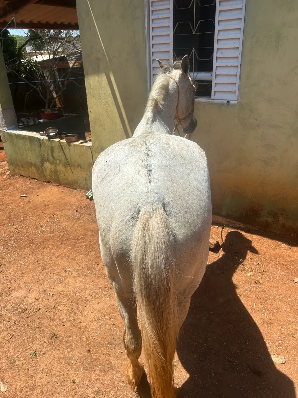 cavalo bom de sela  - Foto 4