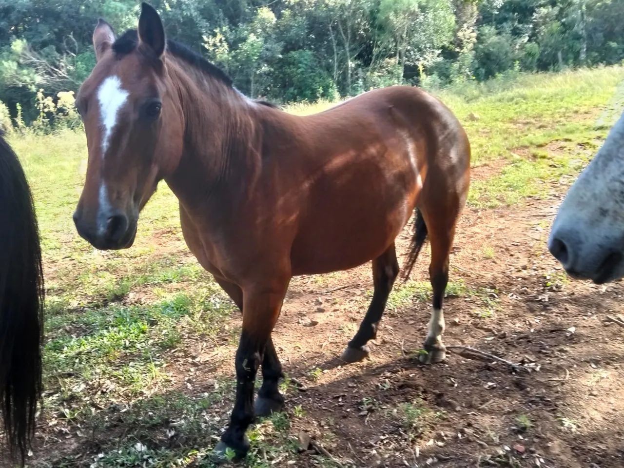 Preço de Oportunidade - Potranha Crioula Mansa - Foto 4